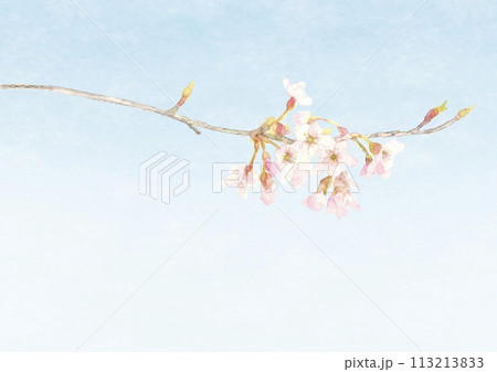青空に咲く桜の一枝のイラスト【手描き】白バック 透過背景 コピースペースあり 113213833
