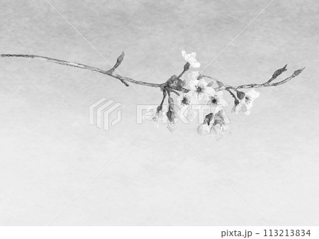 水墨画風モノクロで描いた桜の一枝のイラスト 水墨画風モノクロで描いた桜の一枝のイラスト 113213834