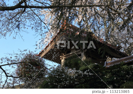 お寺の鐘つき堂と桜 113213865
