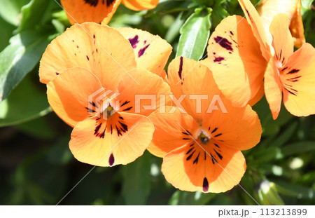 パンジー 113213899
