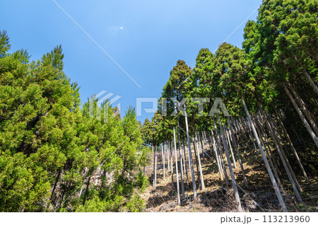 京都貴船の針葉樹林 京都貴船の針葉樹林 113213960