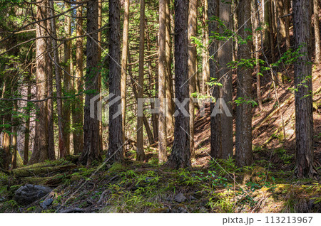 京都貴船の針葉樹林 113213967