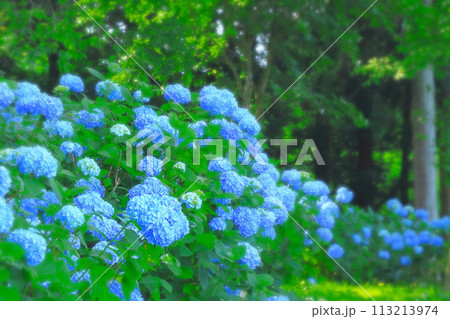満開の爽やかなブルーの紫陽花 113213974