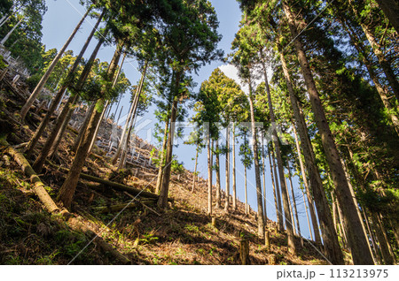 京都貴船の針葉樹林 113213975