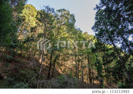 京都貴船の針葉樹林 113213985