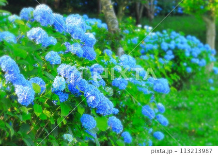 満開の爽やかなブルーの紫陽花 113213987