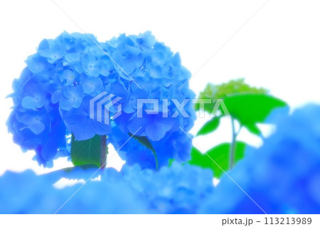 鮮やかなブルーの紫陽花の花 113213989