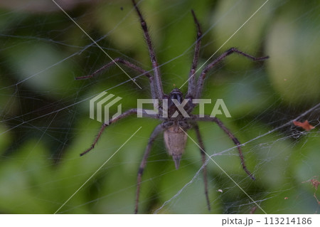 大型のクモ 大型のクモ 113214186