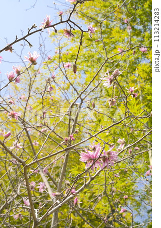 シデコブシの薄いピンクの花 シデコブシの薄いピンクの花 113214283