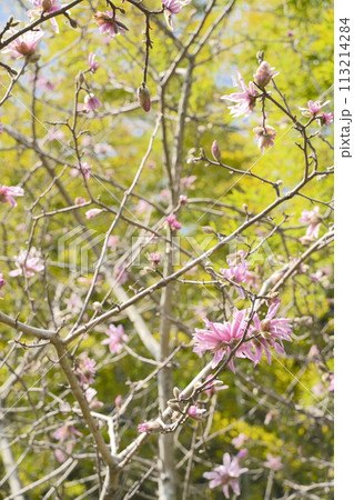 シデコブシの薄いピンクの花 シデコブシの薄いピンクの花 113214284
