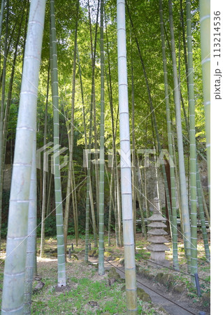 日本の鎌倉にある有名なお寺、英勝寺の竹林 113214536