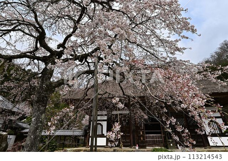 桜咲く春の景徳山安国寺 桜咲く春の景徳山安国寺 113214543