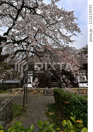 桜咲く春の景徳山安国寺 桜咲く春の景徳山安国寺 113214545