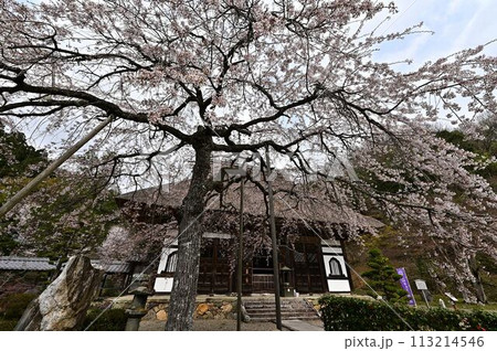 桜咲く春の景徳山安国寺 桜咲く春の景徳山安国寺 113214546