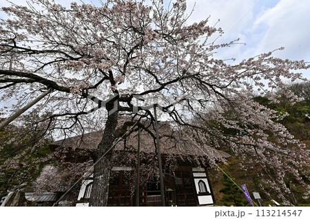 桜咲く春の景徳山安国寺 113214547