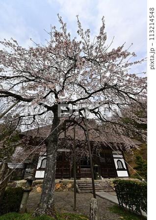 桜咲く春の景徳山安国寺 桜咲く春の景徳山安国寺 113214548