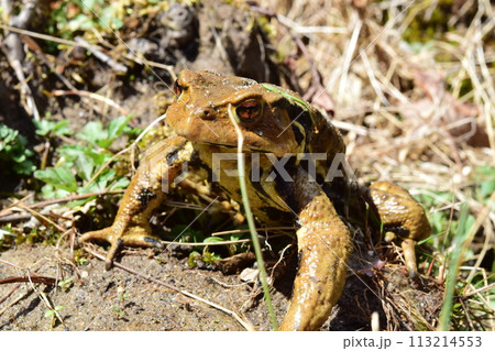 ヒキガエル 113214553