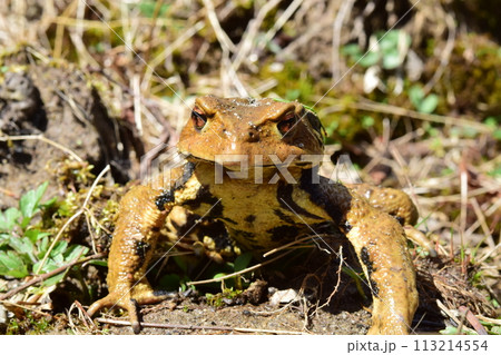 ヒキガエル 113214554