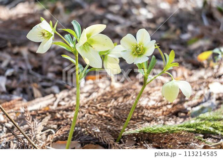 早春の国営みちのく湖畔公園 クリスマスローズ 宮城県川崎町 早春の国営みちのく湖畔公園 クリスマスローズ 宮城県川崎町 113214585