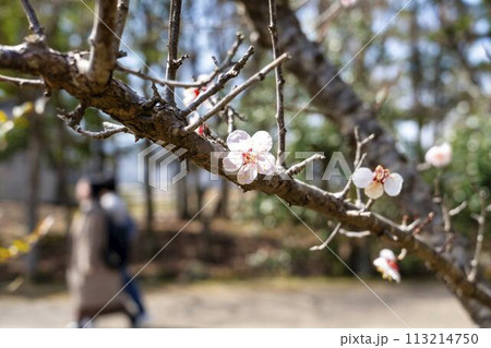 早春の国営みちのく湖畔公園　梅の花　宮城県川崎町 113214750
