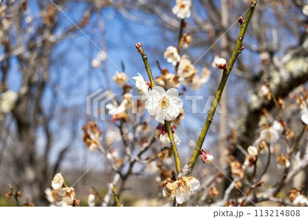 早春の国営みちのく湖畔公園 梅の花 宮城県川崎町 早春の国営みちのく湖畔公園 梅の花 宮城県川崎町 113214808