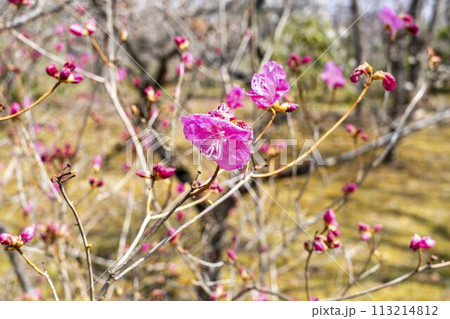 早春の国営みちのく湖畔公園　さくらげんかい（和シャクナゲ）　宮城県川崎町 113214812
