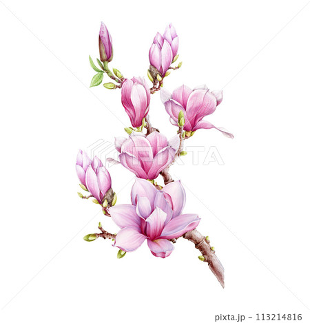 Magnolia branch with flowers watercolor illustration. Hand painted vintage style spring tender blossoms on the twig. Pink magnolia on white background Magnolia branch with flowers watercolor illustration. Hand painted vintage style spring tender blossoms on the twig. Pink magnolia on white background 113214816