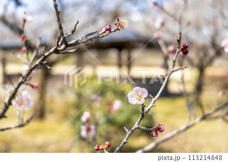 早春の国営みちのく湖畔公園　梅の花　宮城県川崎町 113214848