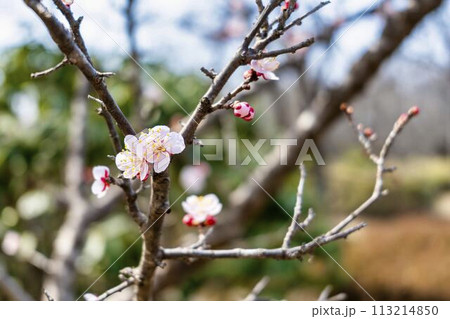 早春の国営みちのく湖畔公園 梅の花 宮城県川崎町 早春の国営みちのく湖畔公園 梅の花 宮城県川崎町 113214850