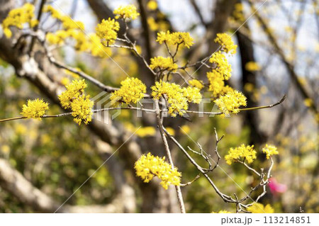 早春の国営みちのく湖畔公園　サンシュユ（ハルコガネバナ）　宮城県川崎町　 113214851