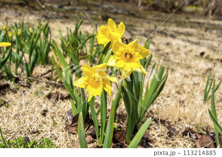 早春の国営みちのく湖畔公園 黄色のすいせん 宮城県川崎町 早春の国営みちのく湖畔公園 黄色のすいせん 宮城県川崎町 113214885