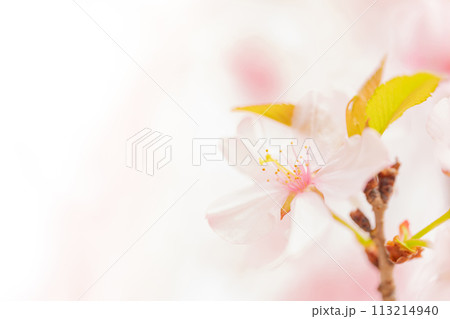 桜・春 イメージ 桜・春 イメージ 113214940