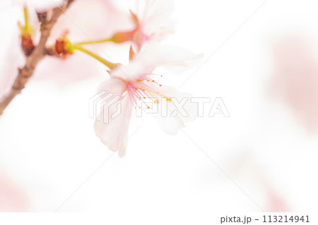 桜・春 イメージ 桜・春 イメージ 113214941