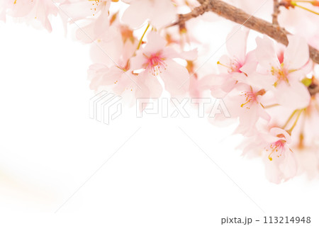 桜・春 イメージ 桜・春 イメージ 113214948