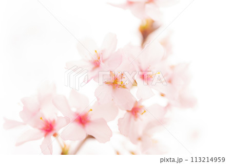 桜・春 イメージ 113214959
