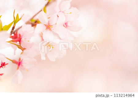 桜・春 イメージ 桜・春 イメージ 113214964