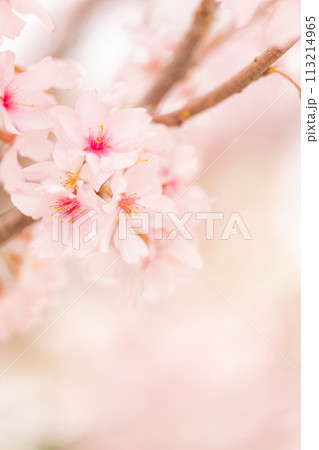 桜・春 イメージ 桜・春 イメージ 113214965