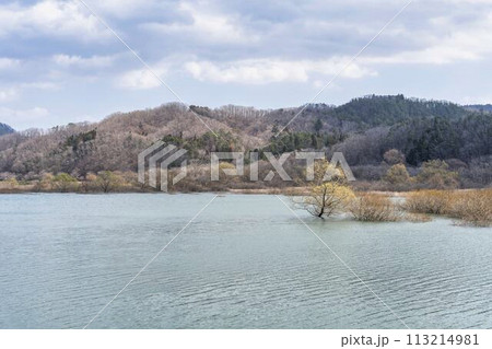 早春の国営みちのく湖畔公園からみた釜房ダム　水没林　宮城県川崎町 113214981