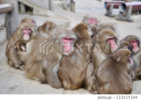 猿のおしくらまんじゅう 113215104