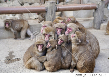 猿のおしくらまんじゅう 113215106