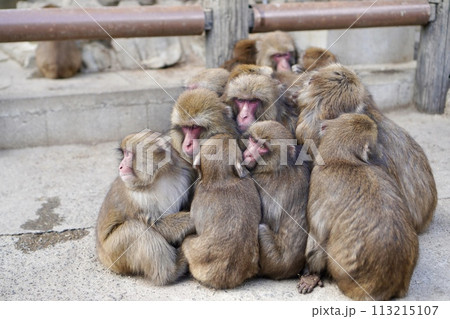 猿のおしくらまんじゅう 113215107