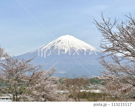 桜と富士山 桜と富士山 113215117