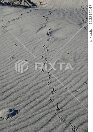 砂浜のウミドリの足跡　千鳥？ 113215147