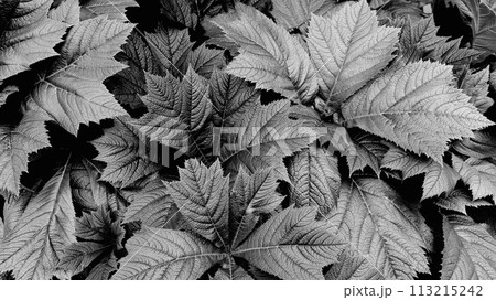 Detailed and contrasting Rodgersia leaves in monochrome, creating an ideal dramatic artistic pattern 113215242