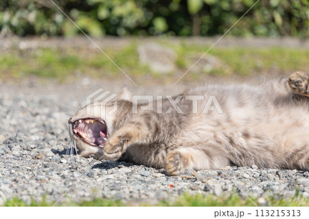 自然公園砂利の上でごろごろしながら大きなあくびをしたり伸びをしてるサバトラ柄の野良猫 113215313