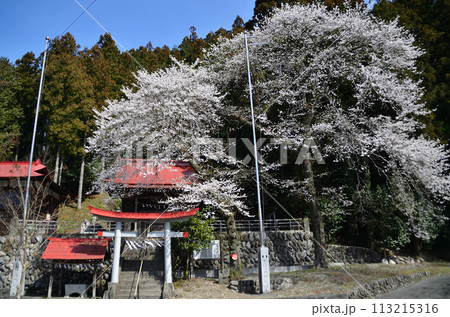 埼玉県長瀞町岩田　桜咲く白鳥神社 113215316