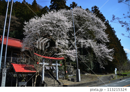 埼玉県長瀞町岩田 桜咲く白鳥神社 埼玉県長瀞町岩田 桜咲く白鳥神社 113215324