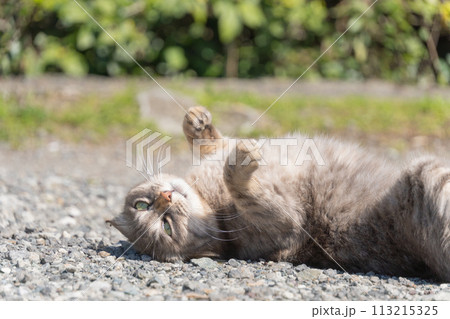 自然公園砂利の上でごろごろしながら大きなあくびをしたり伸びをしてるサバトラ柄の野良猫 113215325
