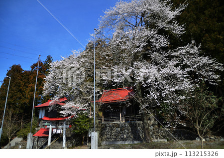 埼玉県長瀞町岩田 桜咲く白鳥神社 埼玉県長瀞町岩田 桜咲く白鳥神社 113215326