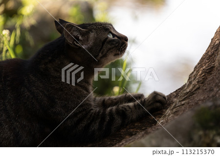 自然公園の池の側の木で爪とぎしてるキジトラ柄の野良猫 113215370